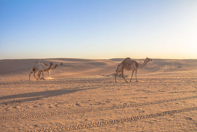 Horses in a desert