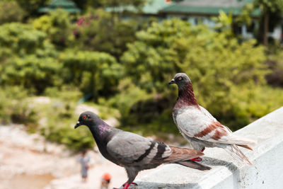 Close-up of pigeons perching on retaining wall