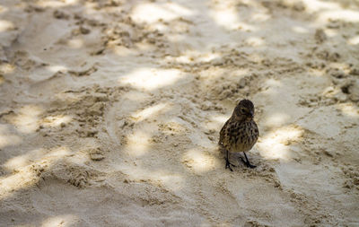 Close-up of bird perching on sand