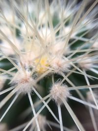 Close-up of dandelion
