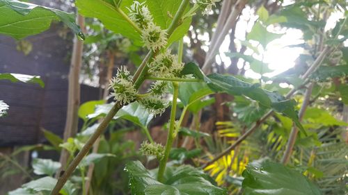 Close-up of insect on plant