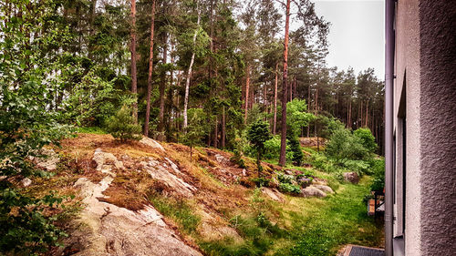 Footpath amidst trees