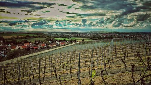 Scenic view of agricultural field against sky