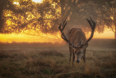 View of horse on field during sunset