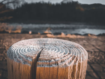 Close-up of wooden posts on tree stump