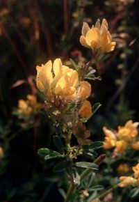 Close-up of flowers blooming outdoors