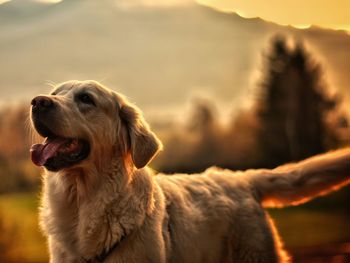 Scenic view of golden retriever against blurred landscape