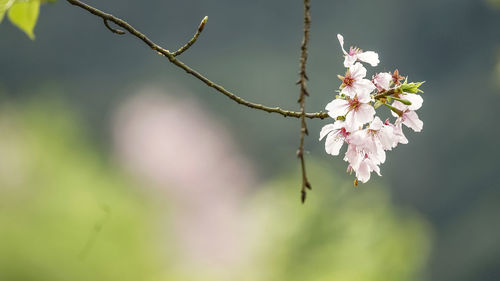 Close-up of pink cherry blossom plant