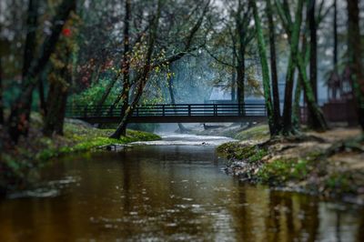 Reflection of trees in lake