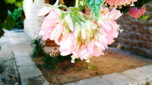 Close-up of pink flowers