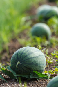 Close-up of fruit growing on field