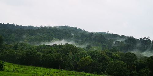 Trees and plants on land against sky