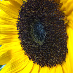 Close-up of sunflower