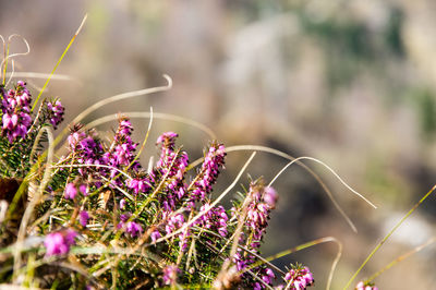 Close-up of pink flowers blooming outdoors