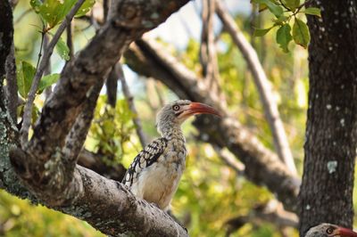 Close-up of bird perching on tree