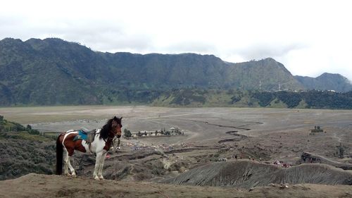 Full length of horse on field by mountains against sky