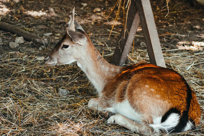 Side view of deer on land