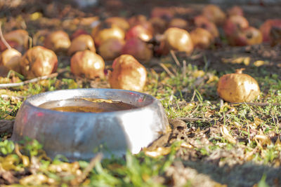 Close-up of mushrooms on field