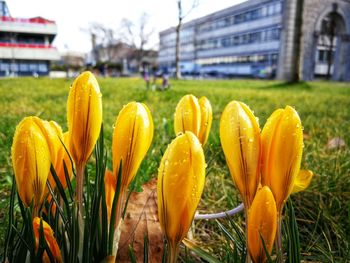 Close-up of yellow tulips on field