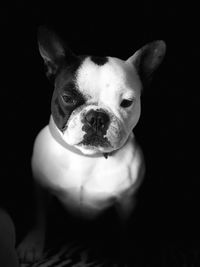 Close-up portrait of a dog over black background