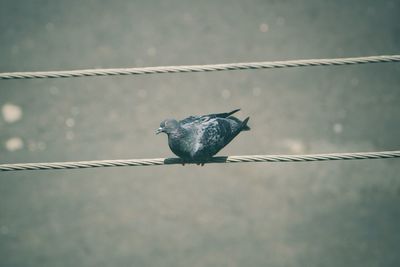 Close-up of pigeon perching on metal