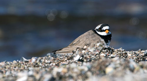 Close-up of bird perching on rock