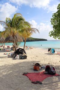 Palm trees on beach