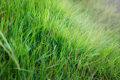 Full frame shot of corn field