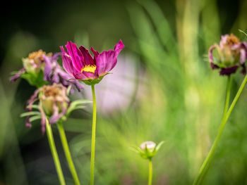 Close-up of pink flowering plant