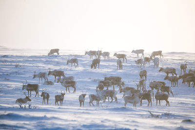 A beautiful evening landscape of a reindeer herd resting in the norwegian hills..