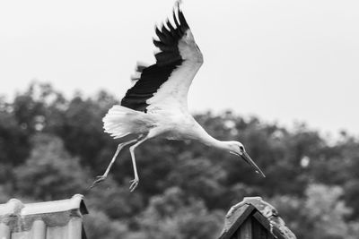 Low angle view of seagull flying