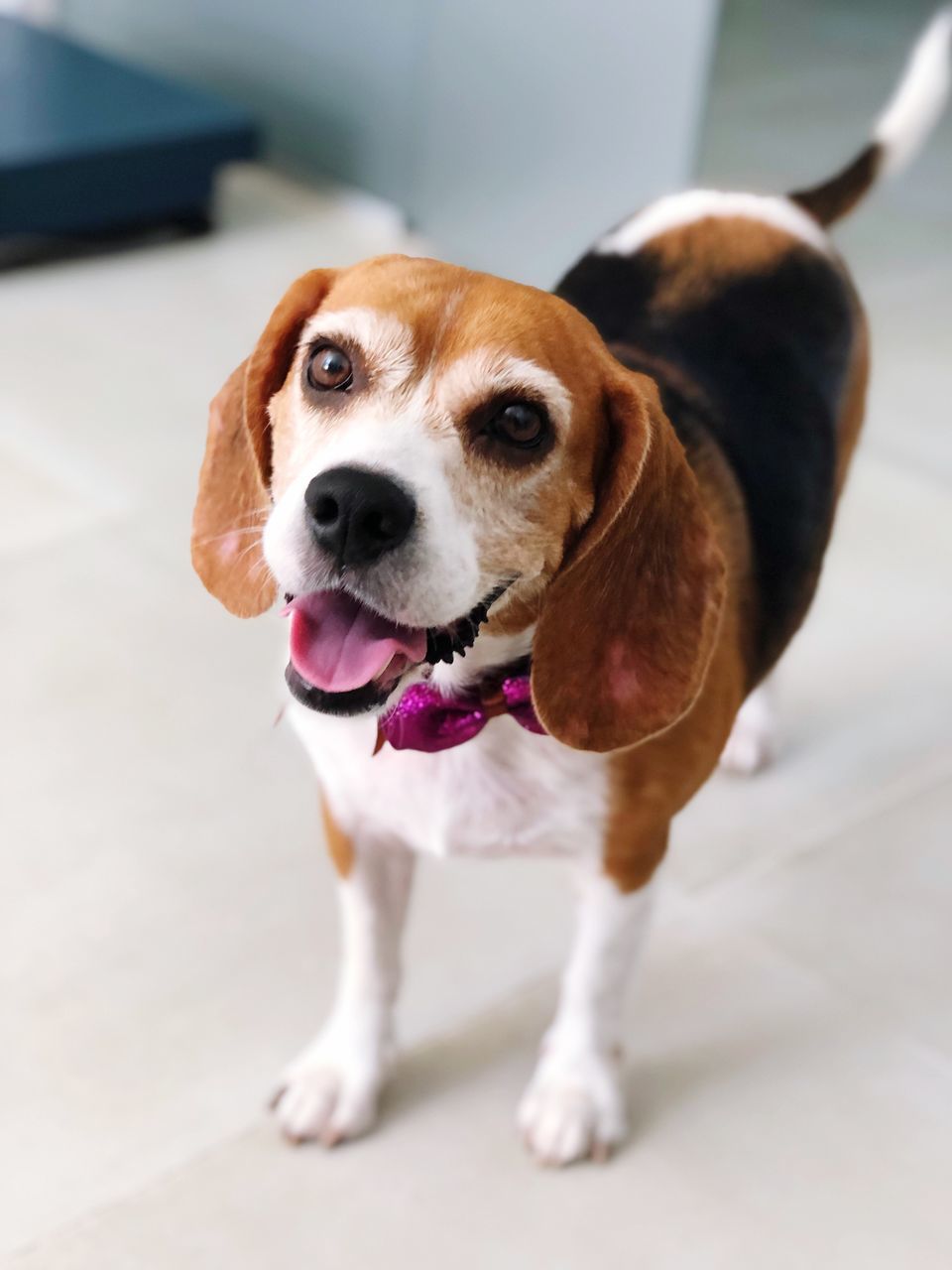 canine, pets, dog, one animal, domestic animals, domestic, animal themes, mammal, animal, vertebrate, portrait, looking at camera, no people, focus on foreground, sticking out tongue, facial expression, close-up, panting, indoors, looking, mouth open, animal tongue