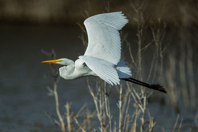 Close-up of a bird flying