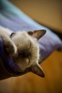 Close-up of a cat