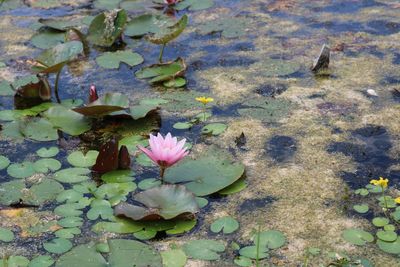 Lotus water lily in lake