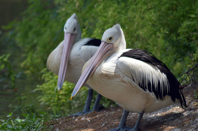 Two pelicans brooding by the river photo