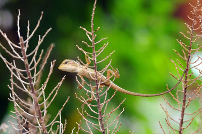 Close-up of bird perching on tree