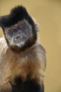 Close-up of monkey against beige background