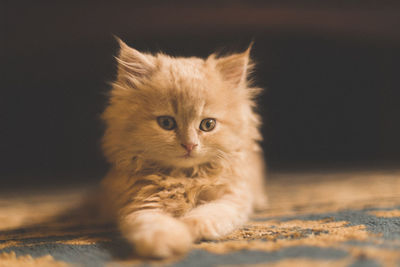 Close-up portrait of cat sitting on rug