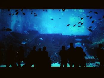 Silhouette people swimming in aquarium
