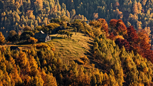 Scenic view of trees on mountains during autumn