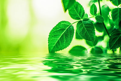 Close-up of plant leaves in water
