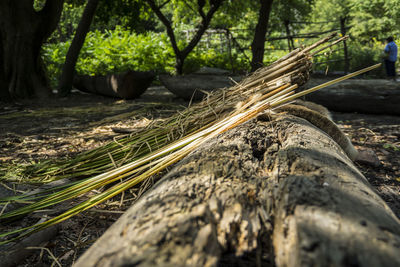 Close-up of tree trunk in forest