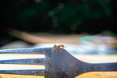 Close-up of bee on wood