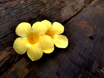 Close-up of wooden flowers on wooden wall