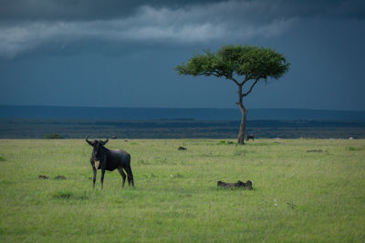 Blue wildebeest stands near acacia in storm