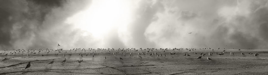 Birds against sky