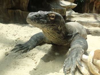 Close-up of lizard on sand at beach