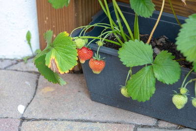 Close-up of strawberry growing on potted plant