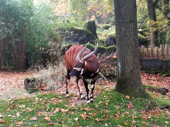 Horse standing in forest